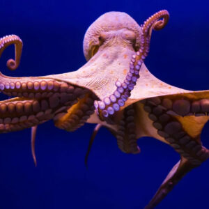 Material revolucionário que muda de forma é criado inspirado pelos polvos